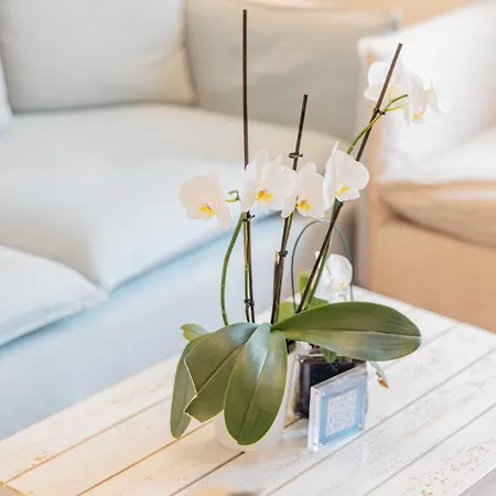 Platessa * Porto Venere